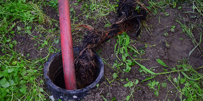 How to Protect Your Plumbing System from Tree Roots
